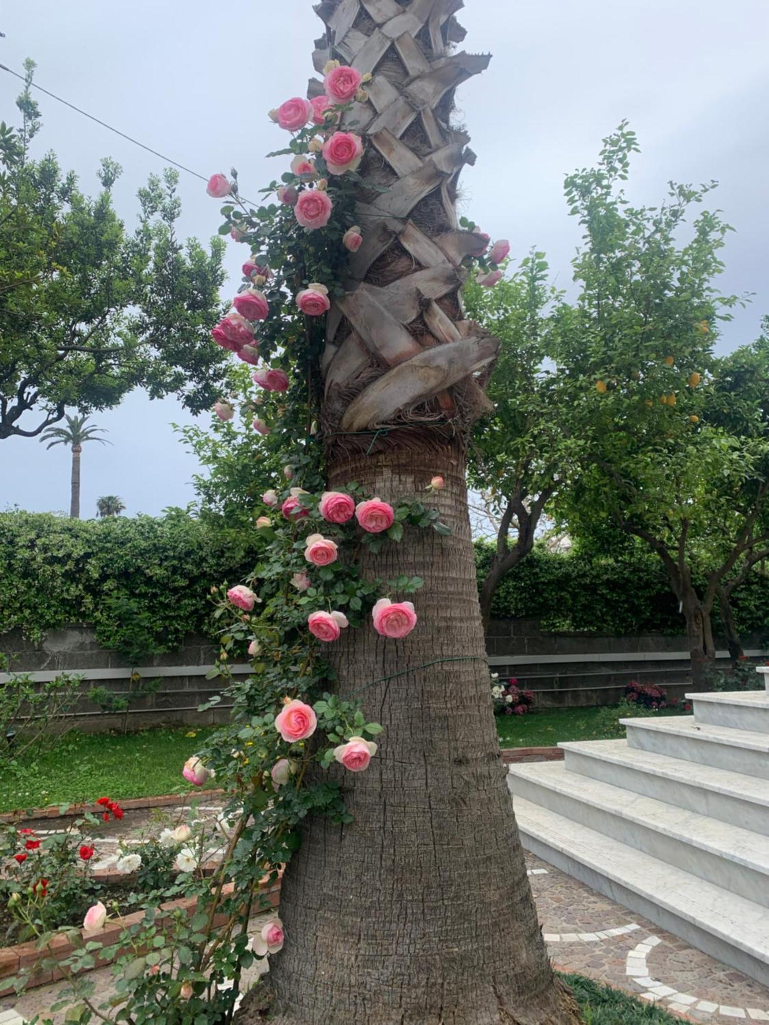 Villa Cettina Boutique Hotel Соренто Екстериор снимка